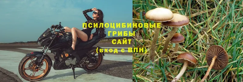 Псилоцибиновые грибы MAGIC MUSHROOMS  купить закладку  Киреевск 